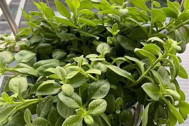 柑橘施肥时间表