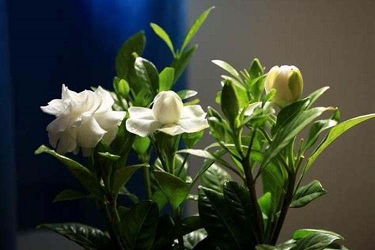 各位前辈:阿维菌素片是兽药还是人药？