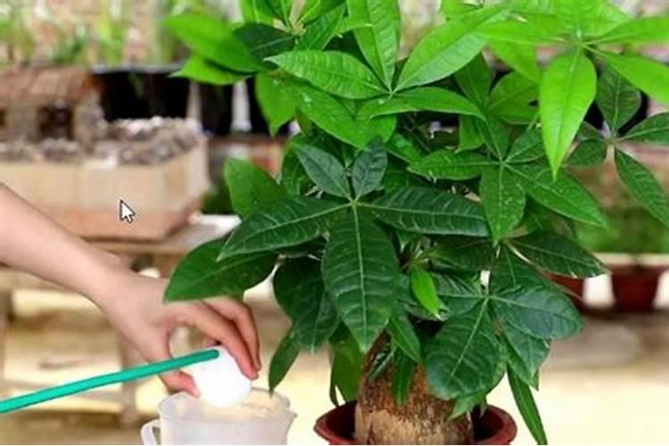 发财树怎么养根 ,简单做4步,根壮叶绿