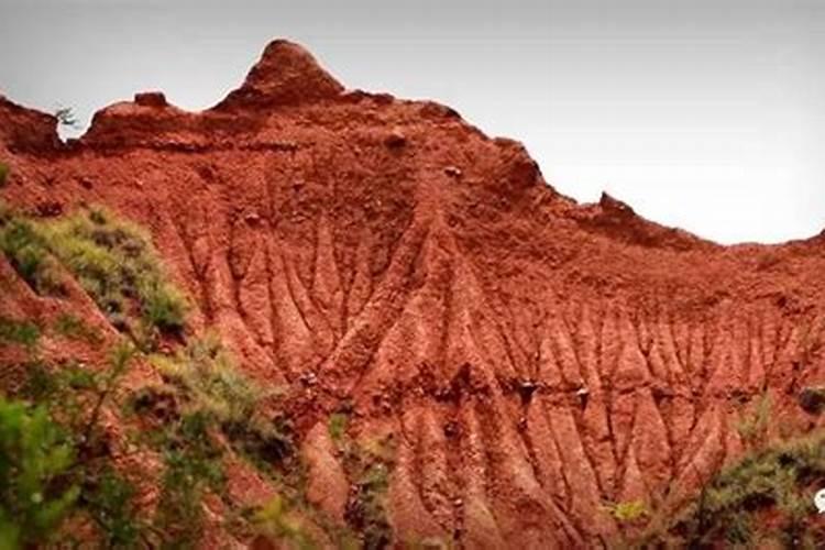 茶花生虫怎么办