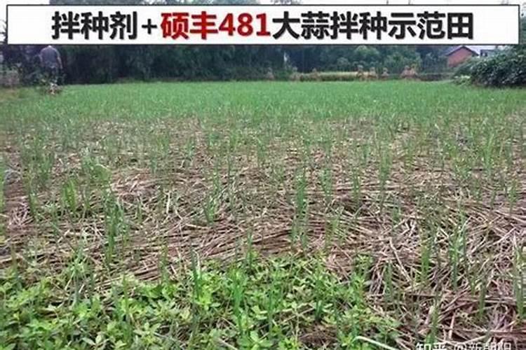 28芸苔素赤霉酸在大蒜上的正确用量