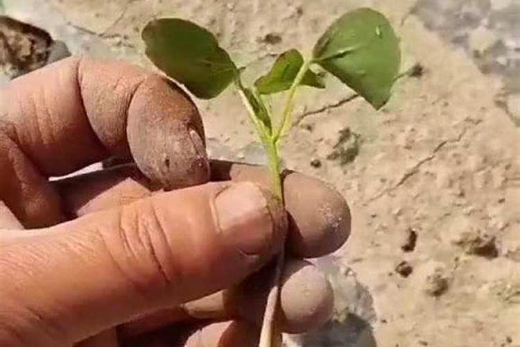 中药材黄芪生根用什么肥料好？中药材黄芪壮根哪个好？中药材黄芪一年追几...