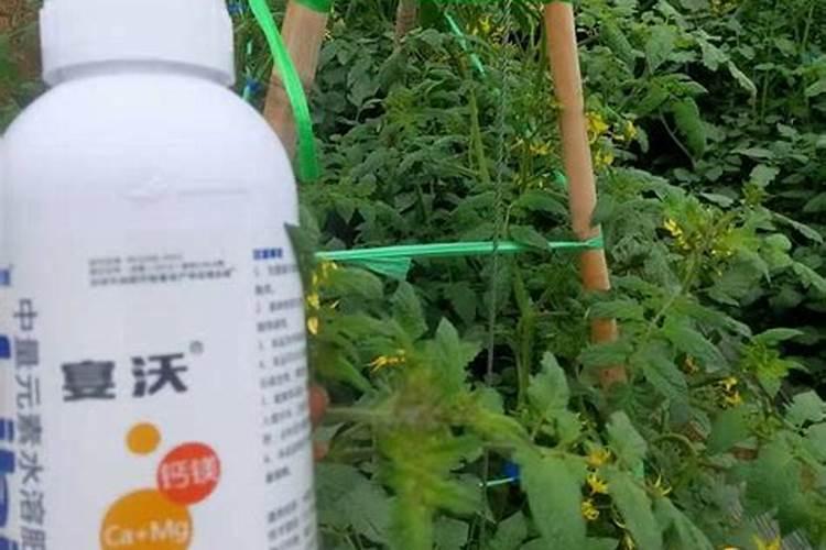 桃子成熟前半个月冲施钙肥行吗