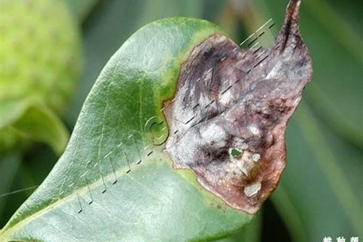 帮忙看下我的荔枝树得了什么病？