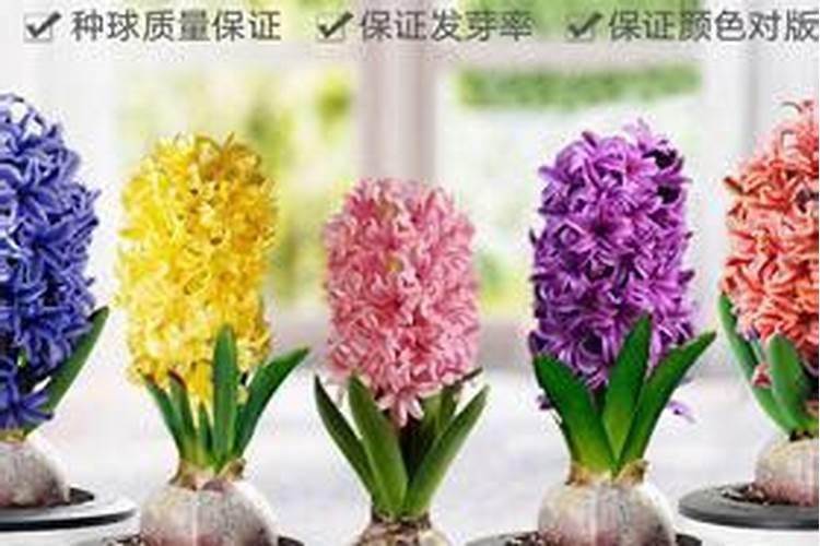 风信子得施什么肥料