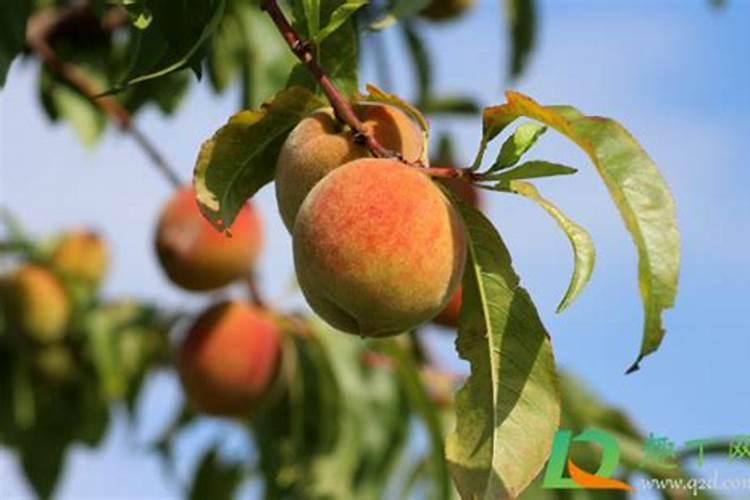 桃树结果期用什么叶面肥效果好？桃树膨果期追施什么肥料好？