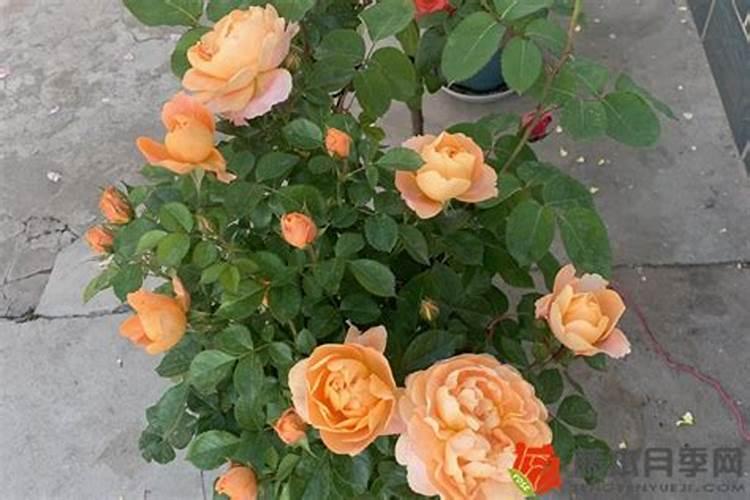 月季开花期间怎么施肥