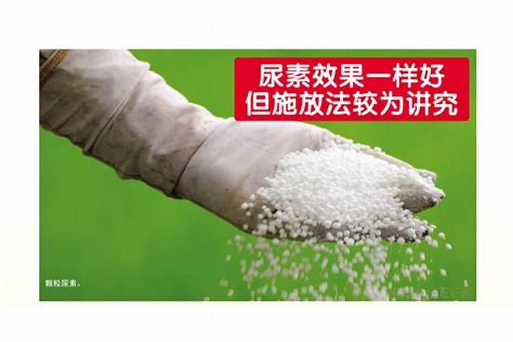 尿素怎么施肥效果好