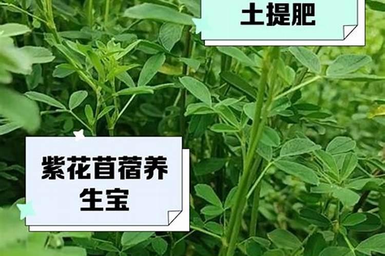 紫花苜蓿播种后多久可以打叶面肥