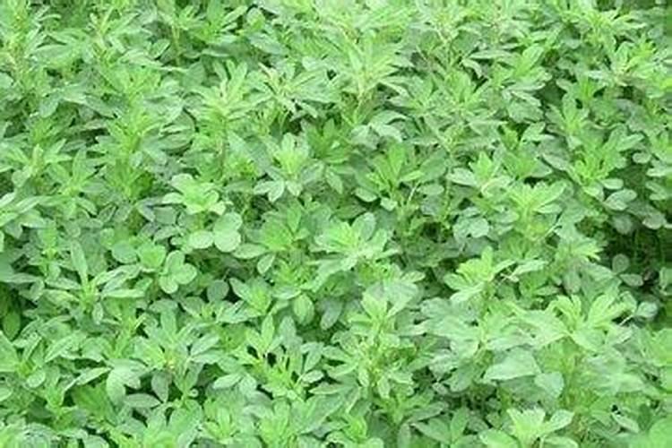 紫花苜蓿地管理方法