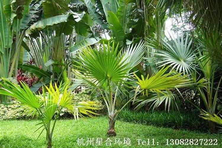 棕榈和苏铁有什么区别