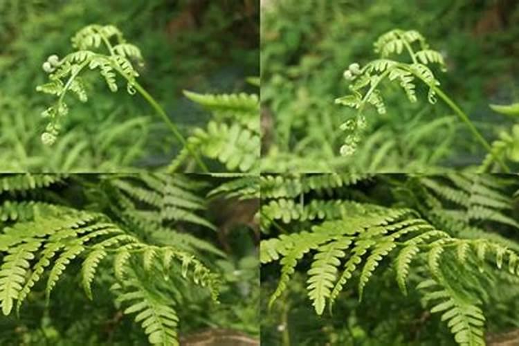 蕨类植物要怎样施肥？