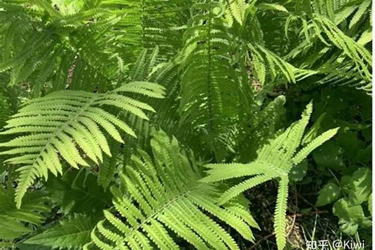 如何给肾蕨施肥与浇水？