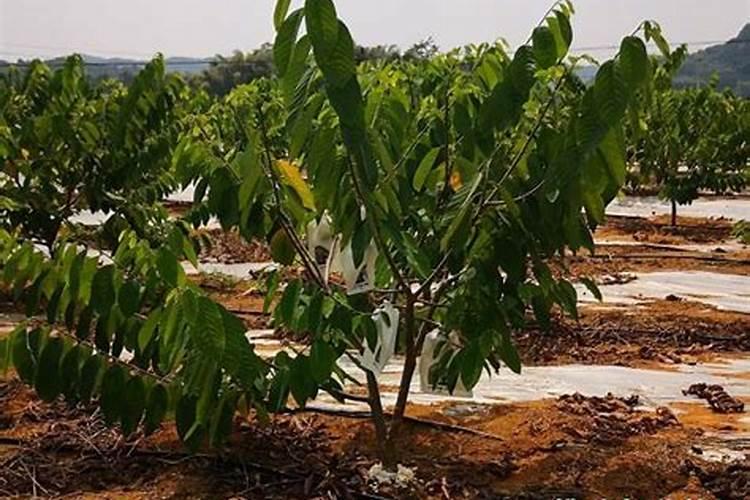 荔枝长肉时施什么肥最好