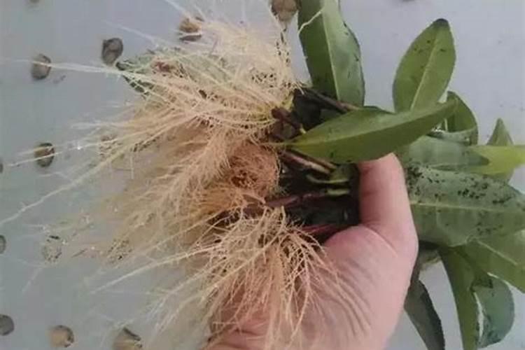 用了生根粉多久可以施肥