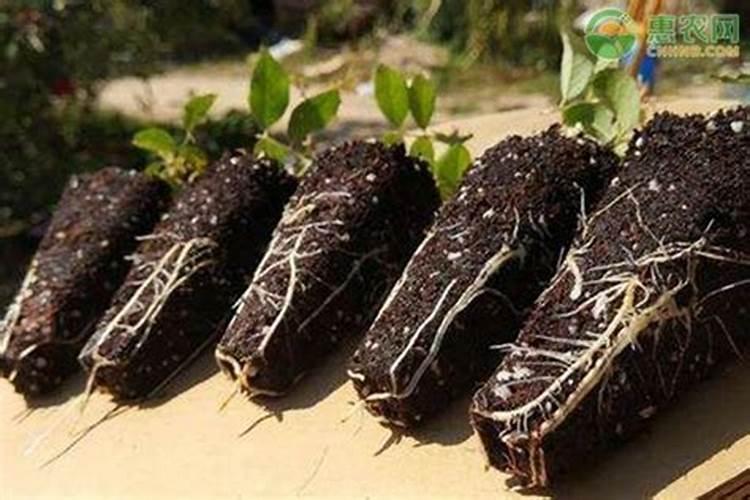 生根粉和化肥在一起使用效果怎样