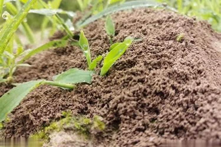 月季花修根能马上施肥浇水吗