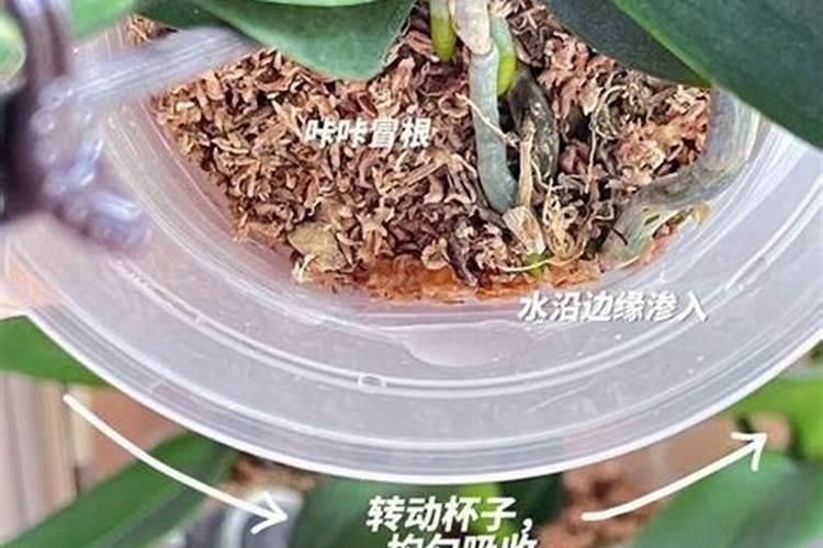 红蒜种植常见病虫害很多,红蒜种植常见的病虫害有哪些？