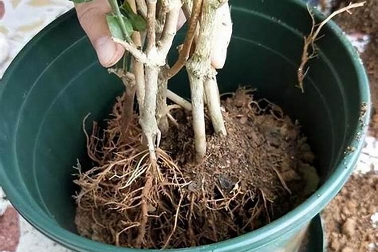 茉莉花施什么肥最好