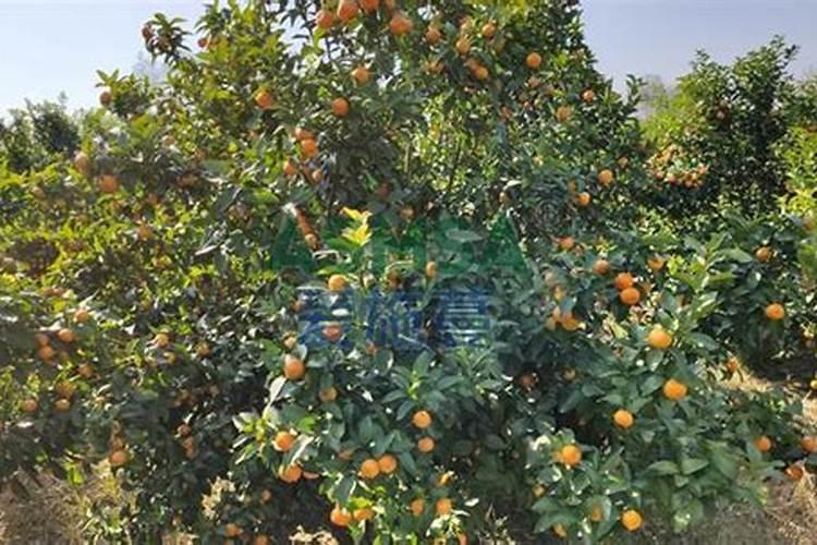 种柑橘用什么肥料最好