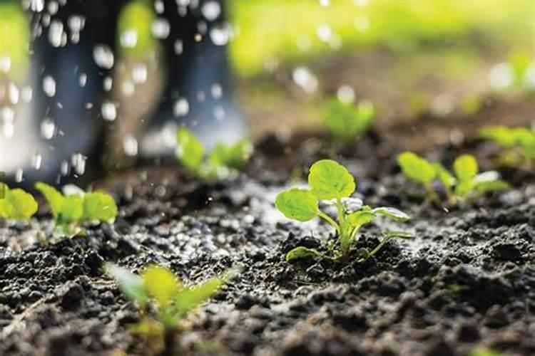 磷肥和钙肥能一起用吗 磷肥是酸性还是碱性的