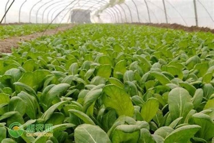 水溶肥和液体肥有什么区别