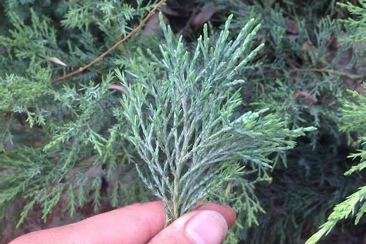 草木灰适合养什么花