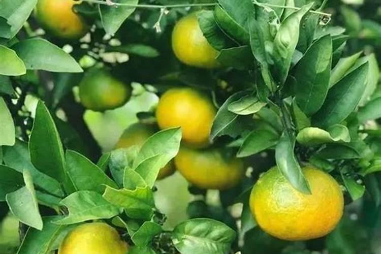 钙镁磷肥对柑橘的作用及功能