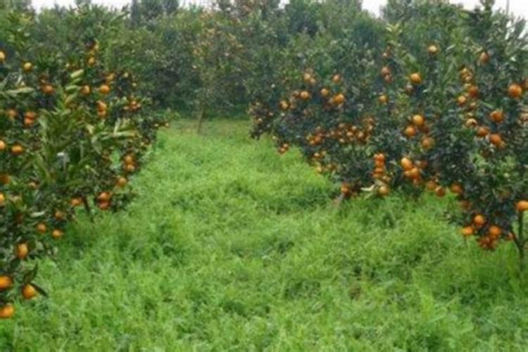 请问老师!柑橘树在什么时间施放磷肥最好？