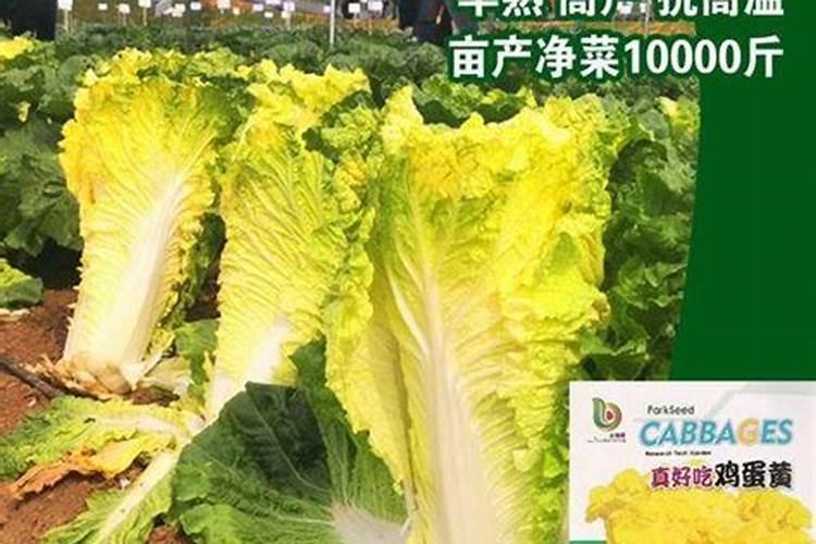 硼肥在什么时候喷施好