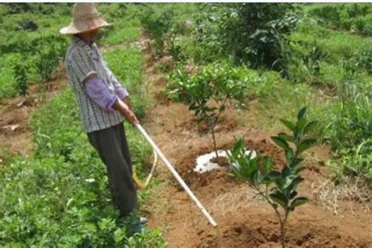 氮磷钾肥有哪些