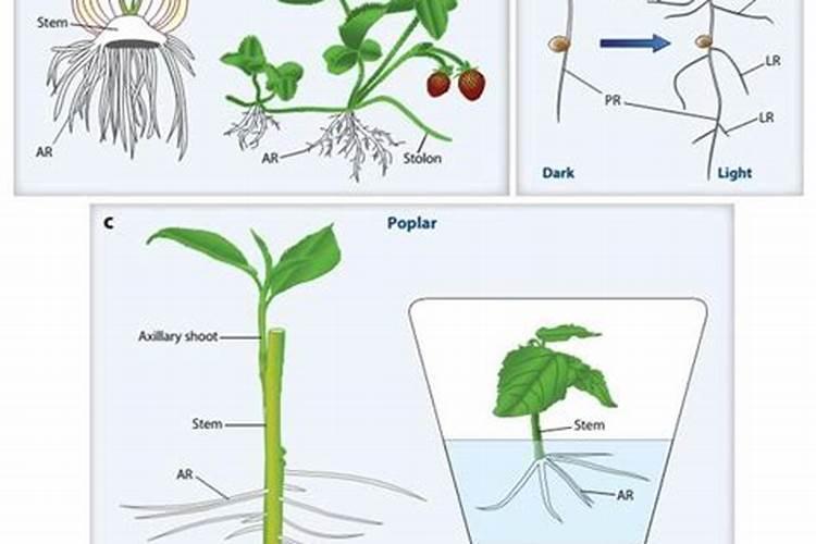 蒙力28能让果树生根吗