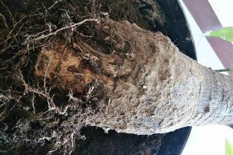 草莓定植后,浇好水,用好肥,快速缓苗促壮棵,为后期高产打基础!百度...