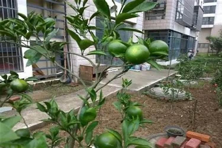 天然肥料有哪些