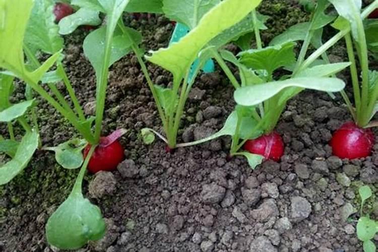 樱桃萝卜种植方法和注意事项