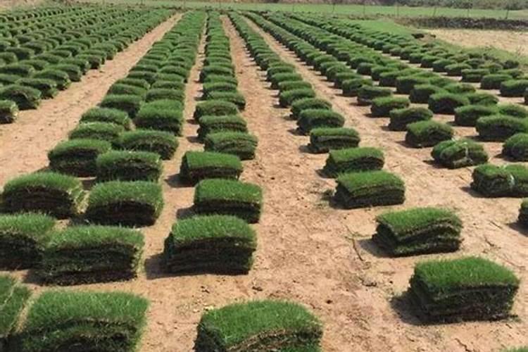 种菜多久施一次豆饼肥 “多久施用一次豆饼肥？”