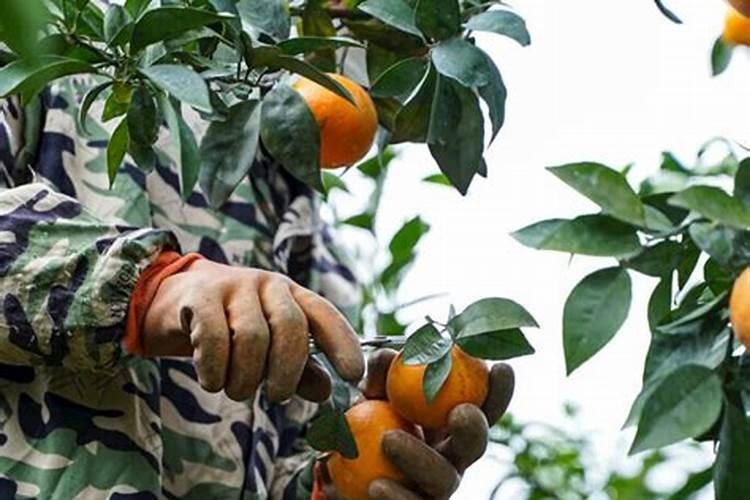 柑橘被水淹了果子会怎么样？谢谢