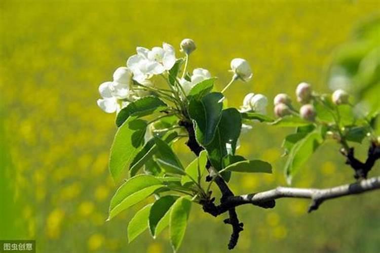 对梨树如何合理施用硼、锌、铁等微量元素肥料？