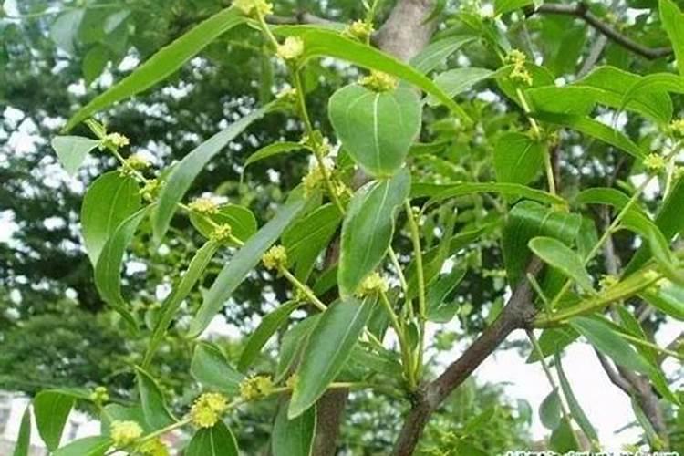 氯化钾可以做肥料吗