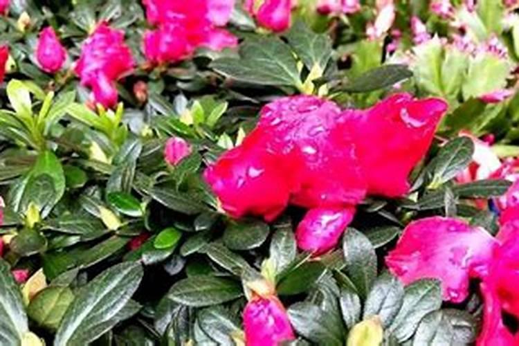 杜鹃花施什么肥,如何施肥