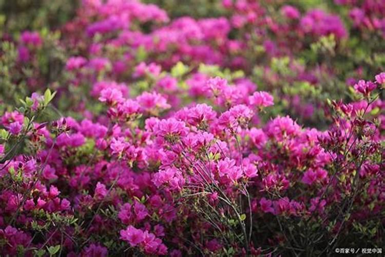 杜鹃花野外移栽多长时间生根 杜鹃移栽多久才能生根