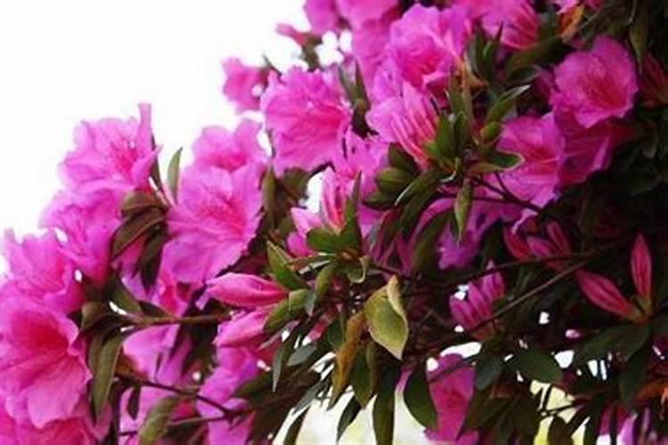 新栽的杜鹃花怎么养,怎么能把杜鹃花栽活