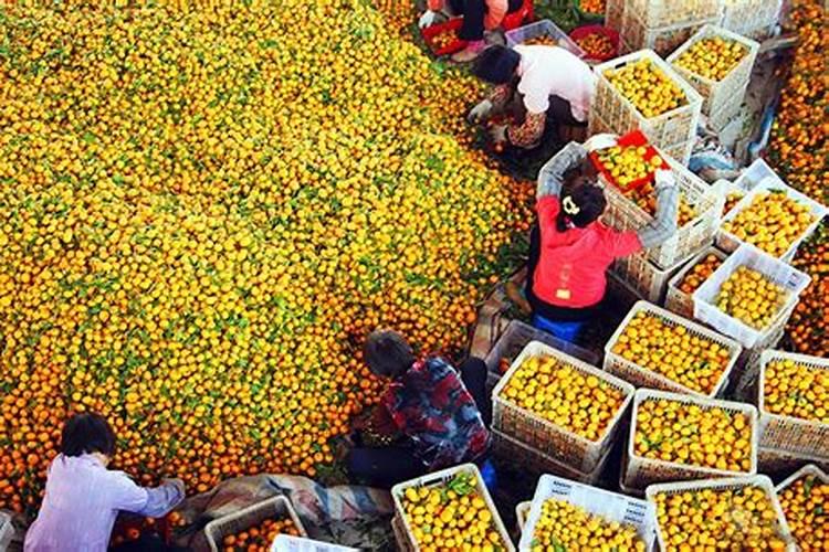 明年要留果的马水吉 什么时候施肥好呢