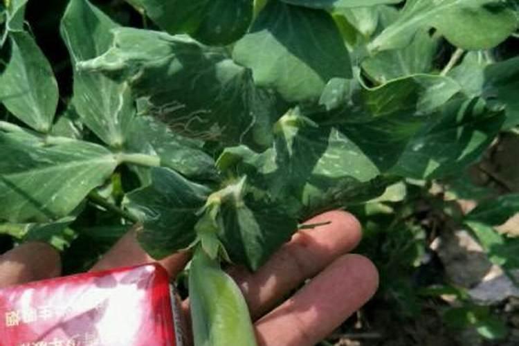 豌豆苗的种植方法和时间