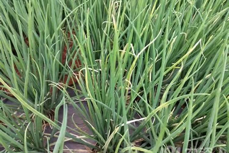 当小葱发黄时,最为简便的三个处理步骤有哪些？