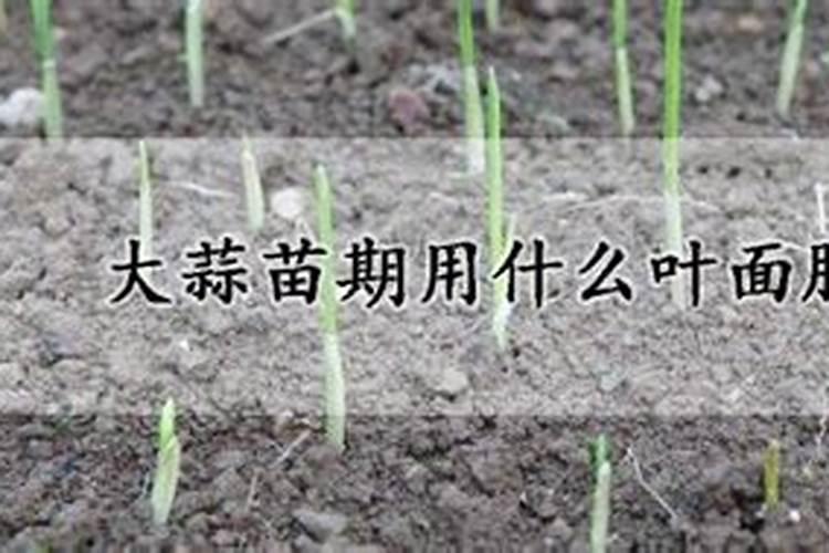 大蒜膨大期用什么叶面肥