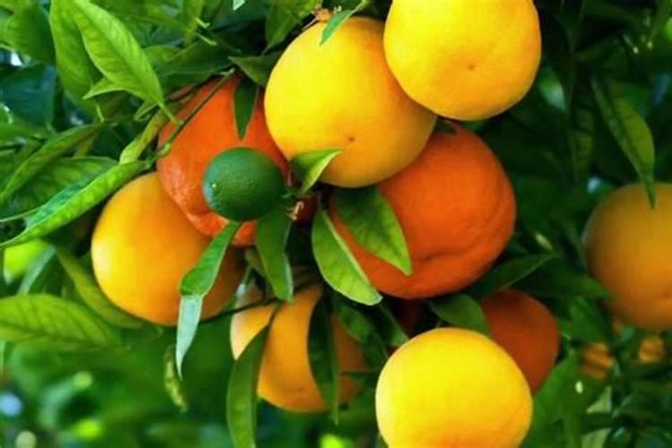 氮肥对果树的作用