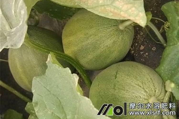 西瓜苗长了这么大可以施肥吗？