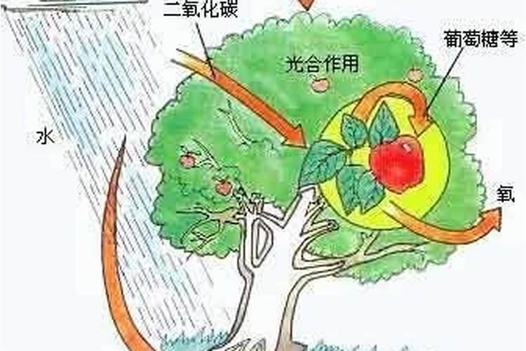 君子兰该如何施肥