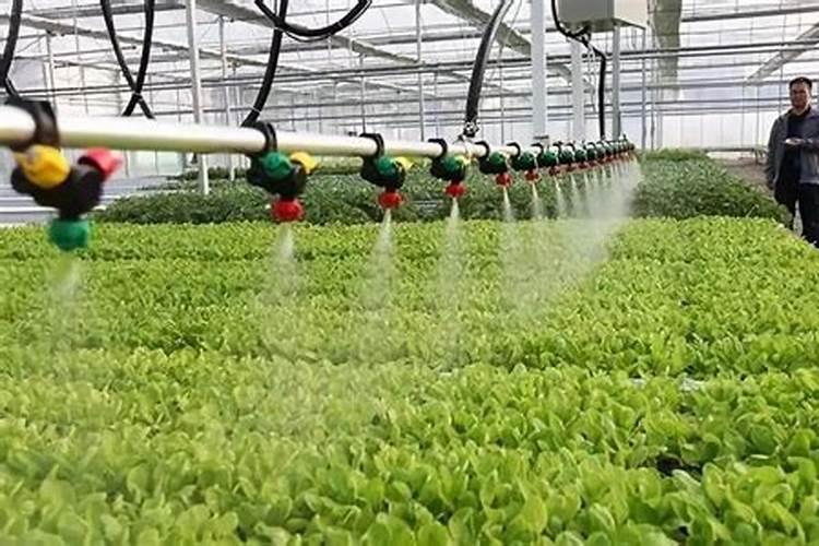 为什么罗布泊硫酸钾适合用于忌氯作物？